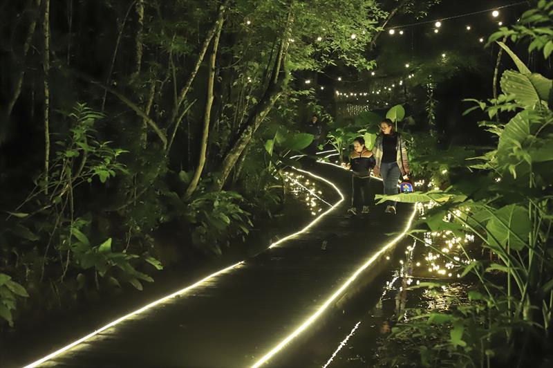 A entrada da floresta à noite.