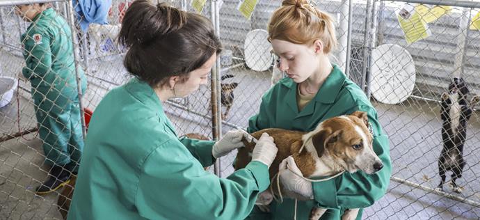 A Rede de Proteção Animal, da Secretaria Municipal do Meio Ambiente de Curitiba, promoveu uma grande ação clínica no imóvel da Rua Mateus Leme, onde uma operação conjunta com a Polícia Civil fez o resgate de quase 300 animais, em janeiro. Curitiba, 09/02/2023. Foto: Hully Paiva/SMCS