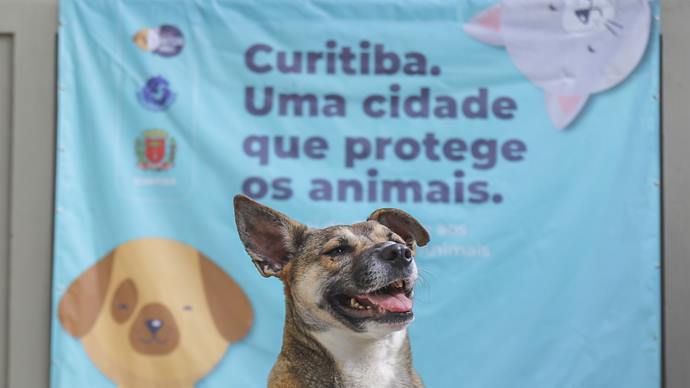 Inscrições de cães para adoção no evento Amigo Bicho de Curitiba começam na segunda-feira. - Foto: Daniel Castellano / SMCS
