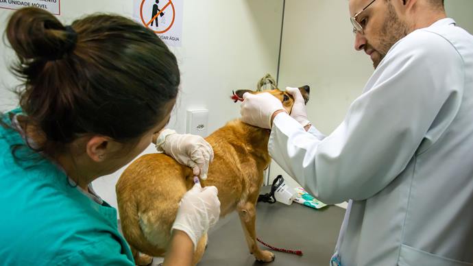 Moradores de Santa Felicidade poderão levar cães e gatos para vacinação gratuita em ação da Prefeitura de Curitiba.
Foto: Levy Ferreira/SMCS