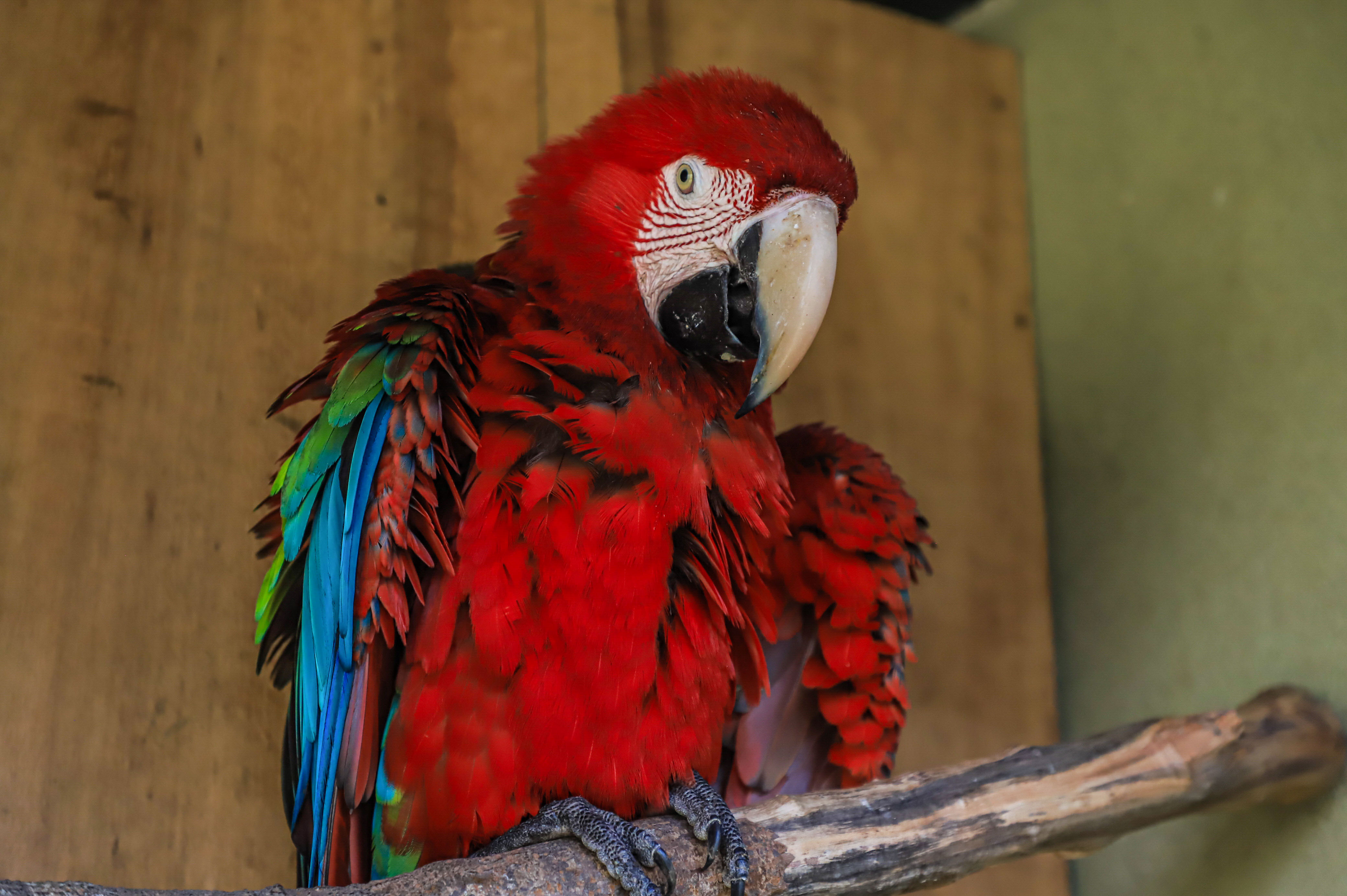 Filhotes de araras azuis e vermelhas deixam Zoológico de Curitiba mais ...