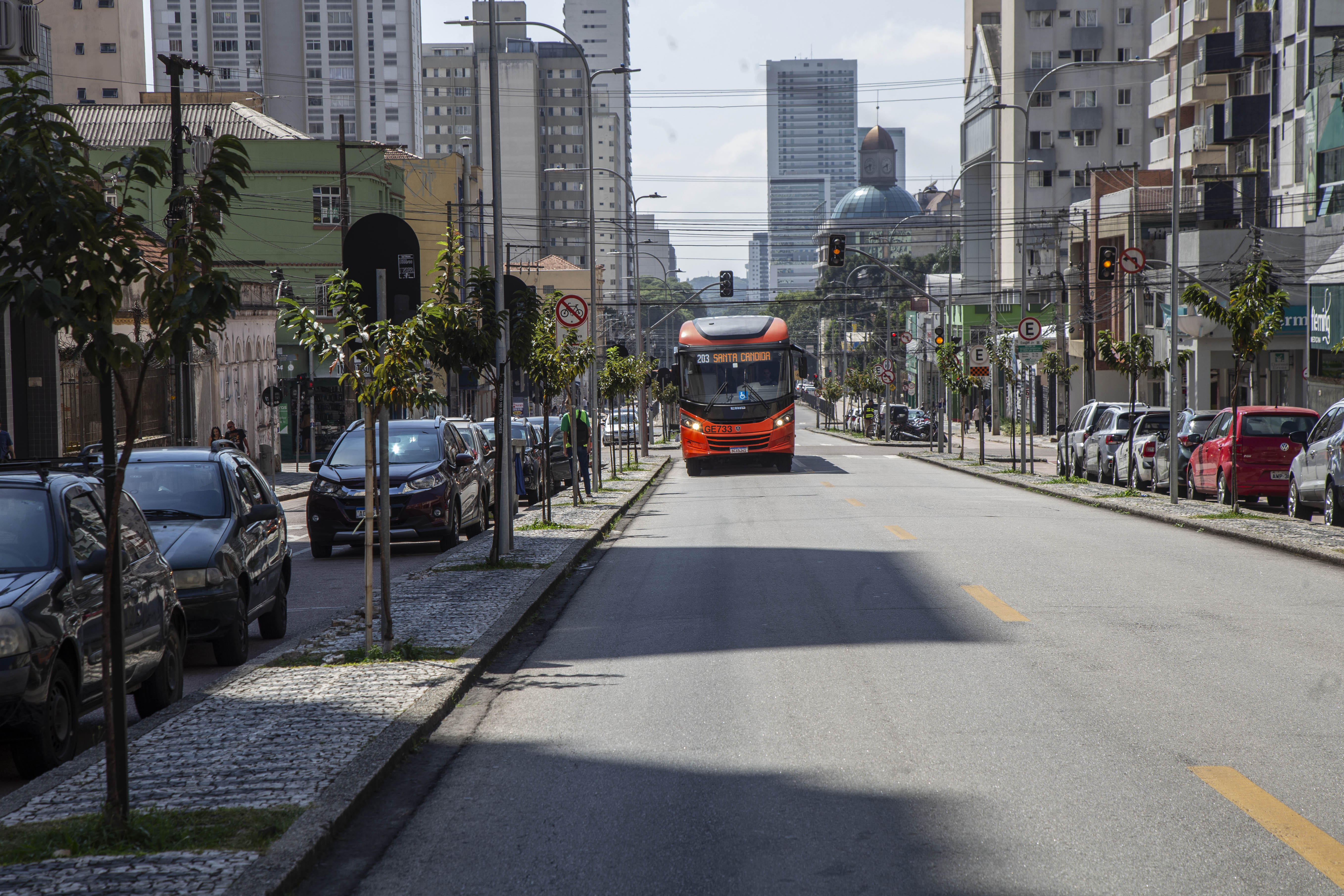 Cerejeiras crescem para deixar mais bonita a Avenida Sete de Setembro ...