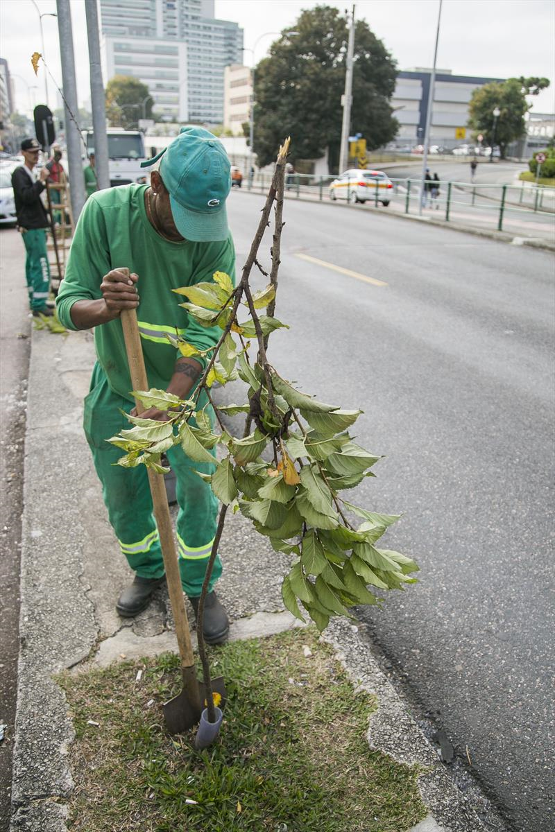 Prefeitura faz replantio para compensar supressões de árvores por conta de obras do Inter 2. Foto: Pedro Ribas/SMCS