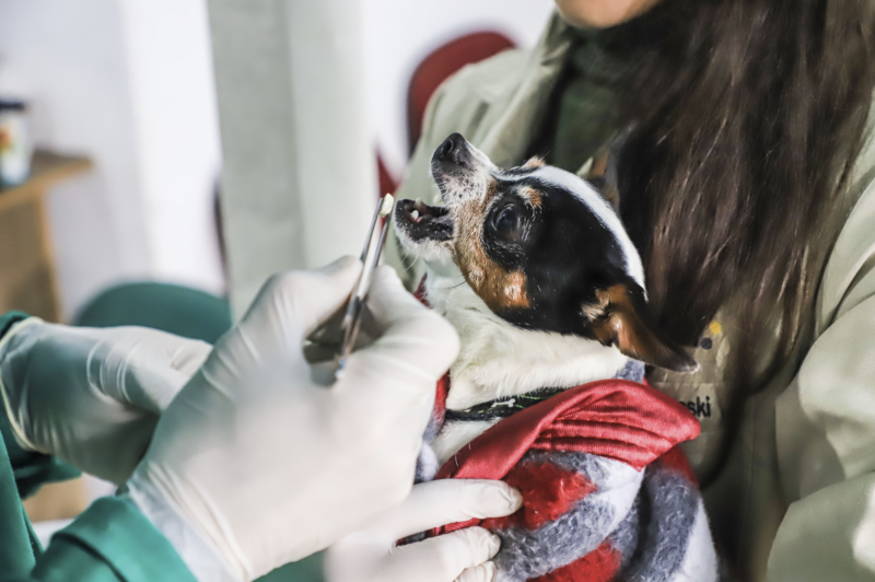 Prefeitura de Curitiba vai oferecer gratuitamente serviços veterinários para cães e gatos no Cajuru. (Arquivo) José Fernando Ogura/SMCS