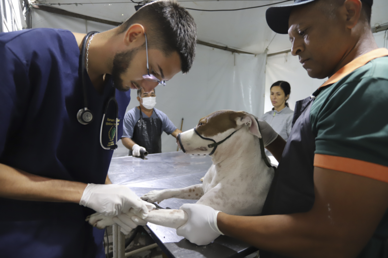 Mutirão de castração da Prefeitura no Centro de Esporte e Lazer Avelino Vieira - Curitiba, 06/03/2024 - Foto: Daniel Castellano / SMCS