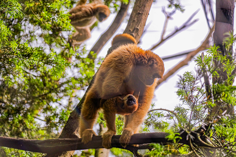 Zoologico de Curitiba. Na imagem Muriqui fêmea e seu filhote, espécie de macaco considerado maior primata das Américas -  Curitiba, 30/10/2023 - Foto: Daniel Castellano / SMCS
