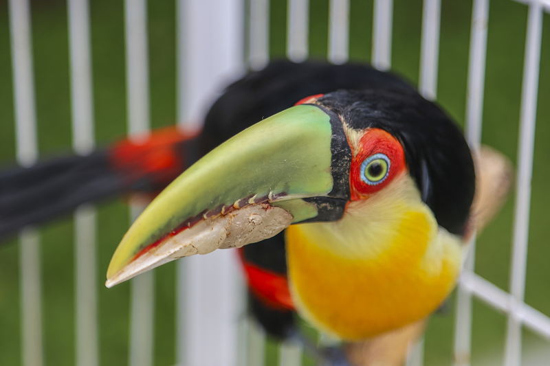 Tucano-de-bico-verde que teve o bico reconstruido com uma prótese feita por impressora 3D no Centro de Apoio à Fauna Silvestre (CAFS) - Curitiba, 07/11/2024. - Foto: Daniel Castellano / SMCS