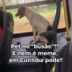 Pets no busão? É real!