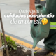 Plantar é só o primeiro passo. O cuidado continua depois!