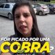 O que fazer se o seu pet for picado por uma cobra?